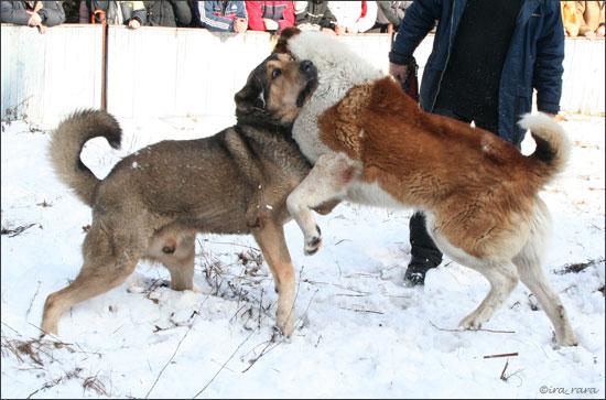 russian dog fight 5
