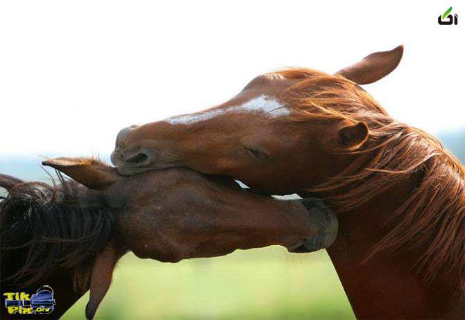 عکس اسب قشنگ 