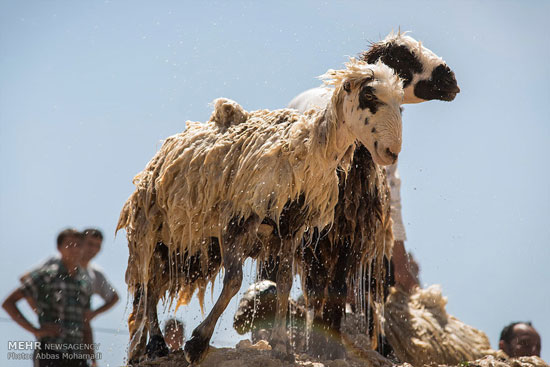 ,عکس: شستشو و چیدن پشم گوسفندان گوسفند,پشم,چیدن چشم,دیدنی های امروز دیدنی های روزانه