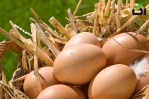 تفاوت تخم محلی با مرغداری , تخم مرغ محلی , تخم مرغ خانگی چه فرقی دارد با تخم مرغ کارخانه 