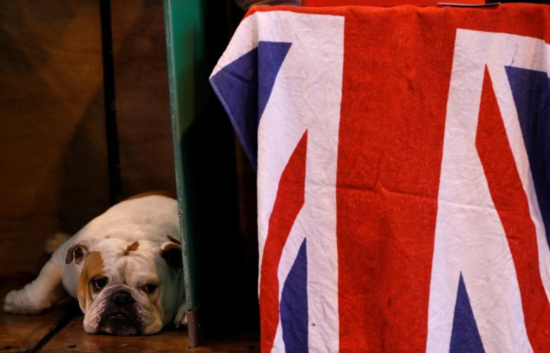 مسابقه سگ‌های برتر جهان در بریتانیا
