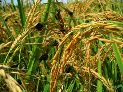 اهمیت هواشناسی در کشت برنج