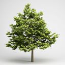 مدل درخت گیاه جنگل کاج