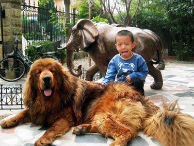 عکس سگ سراب , عکس باترین سگ دنیا , بزگترین سگ دنیا 