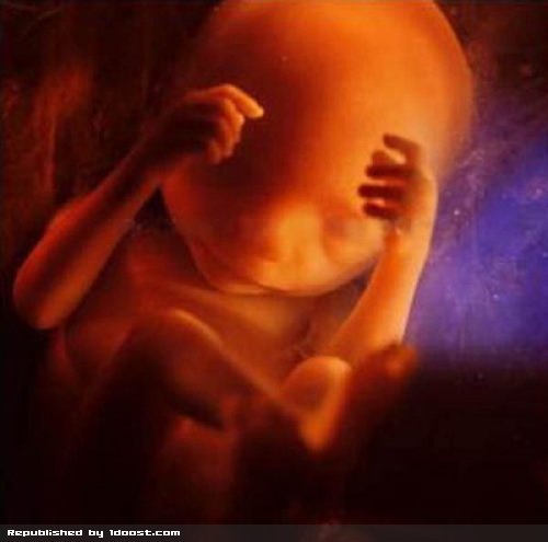 مراحل رشد جنین از لقاح تا تولد