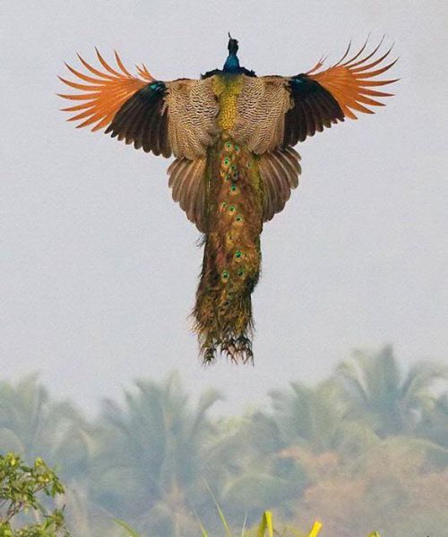 عکس های زیبا از پرواز طاووس ها
