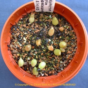 germination-300x300.jpg
