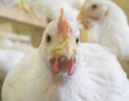 نمونه طرح توجیه احداث فارم پرورش مرغ گوشتی تمام اتوماتیک -93