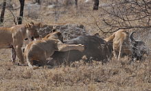 220px-Lions_taking_down_cape_buffalo.jpg