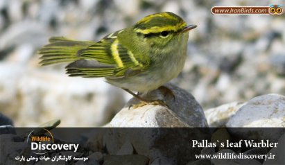 مشاهده یک گونه پرنده جدید در ایران