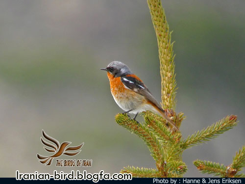دم سرخ پشت بلوطی جنس نر - Male Eversmann's Redstart