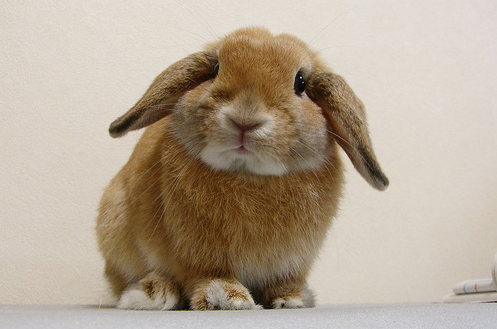holland-lop-rabbit.png