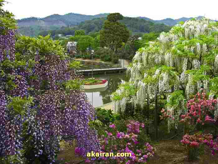 باغ زیبای گل در ژاپن دو