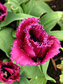 [تصویر:  90px-Tulipa_%28fringed%2C_purple%29_02.JPG]