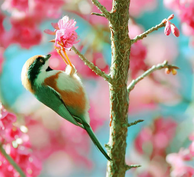 عکسهایی از پرندگان زیبا 