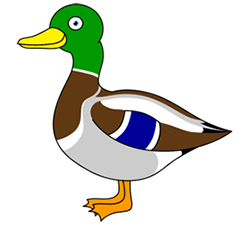 نقاشی ساده از اردک