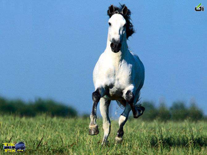 دانلود عکس اسب های زیبا 