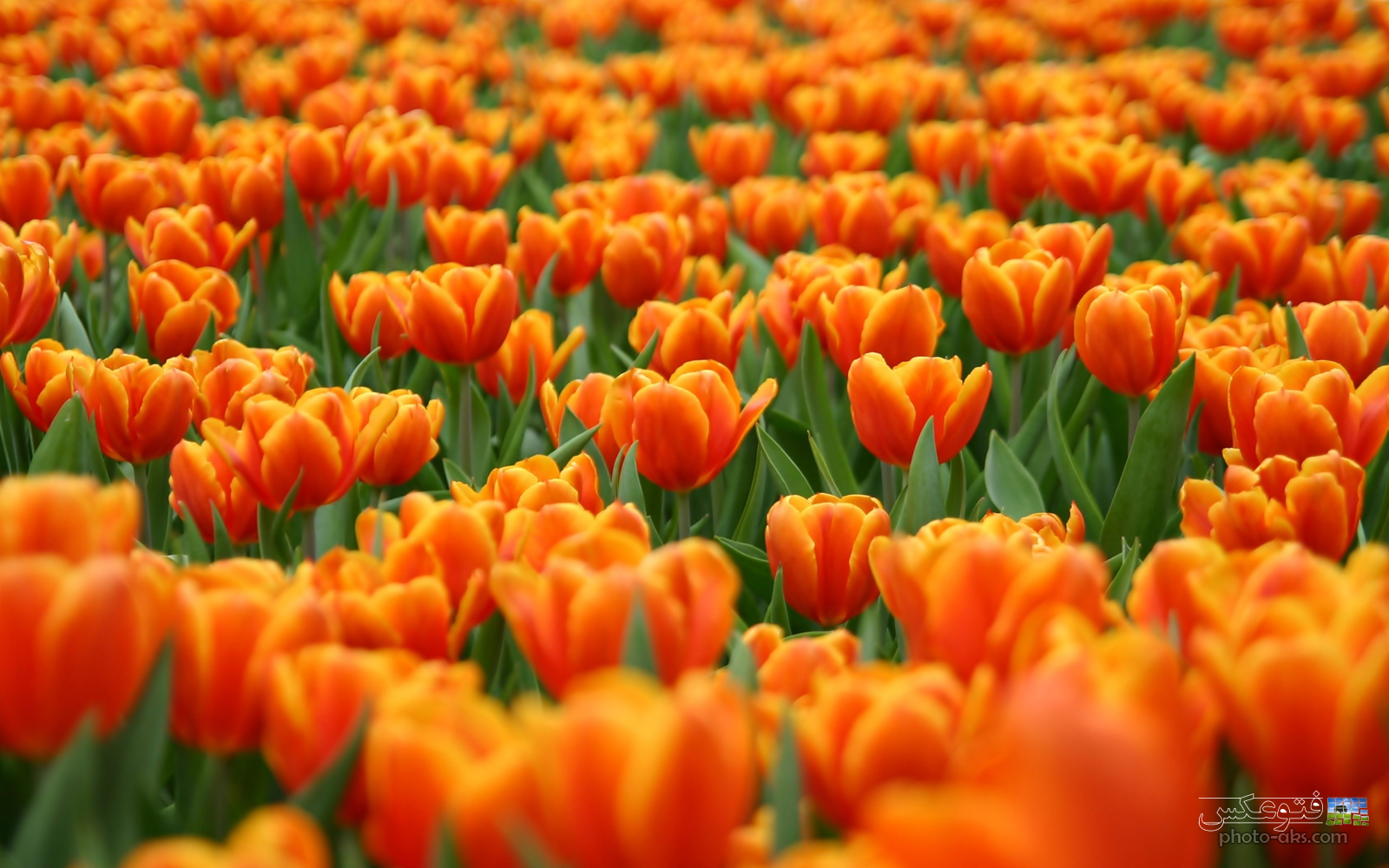 ,عکس گل لاله - گلهای لاله خوشگل -زیباترین غنچه گل لاله - پس زمینه گل لاله - aks gole lale - aks gholeh laleh - tulips flowers - tulip - ghgiفتوعکس | photo-aks,[categoriy]