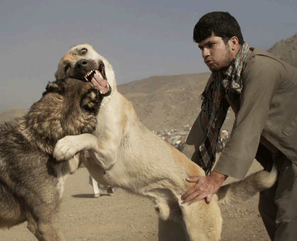 سگ جنگی در افغانستان