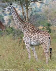 زرافه ، پارک ملی می کو می_Giraffe Mikumi National Park
