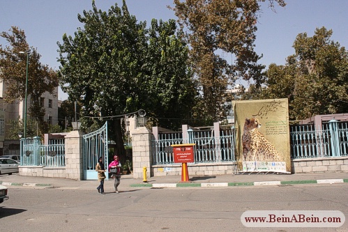 پنجمین جشنواره روز یوز در کاخ گلستان - محمد گائینی