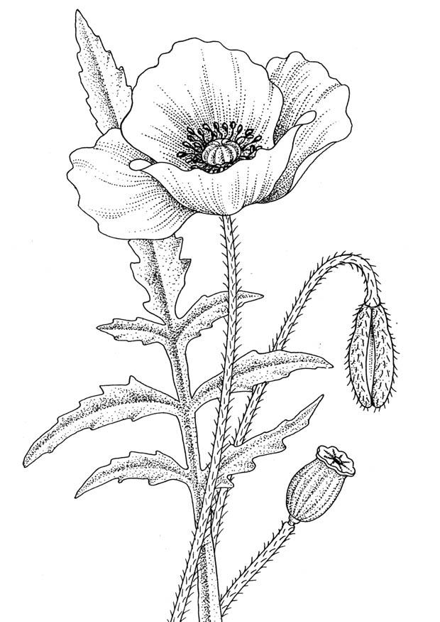 coloring-page-poppy-dl11203.jpg