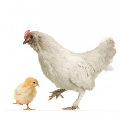 مرغ​ها موجودات اجتماعی باهوش و خوش​حافظه