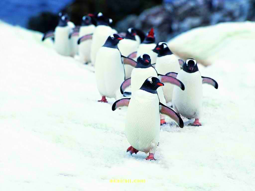 عکس پنگوئن های زیبا یک