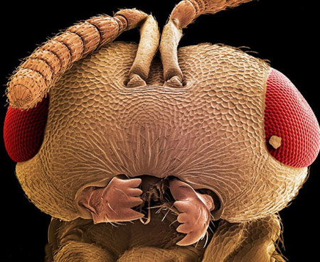 تصاویر حشرات زیر میکروسکوپ,تصاویر میکروسکوپی,عکس حشرات در زیر میکروسکوپ