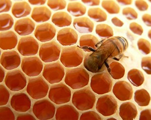 زنبور عسل و ریاضیات