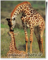 giraffe mother and calf