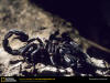 Scorpion_1006.jpg