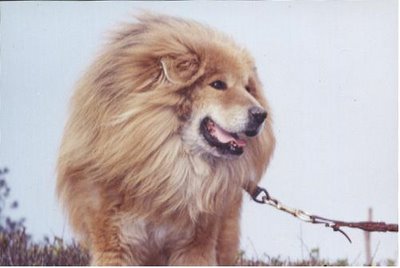 سگهای غولیکر , بزرگترین سگ دنیای ازنژادافغان , تصاویر بزرگترین سگ دنیا 