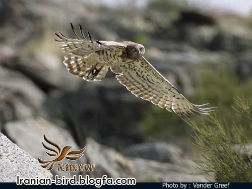 عقاب مارخور در پرواز - Short-toed Eagle in flight