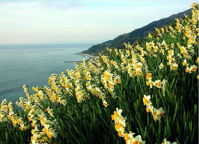 تصاویر گل نرگس در کنار دریا , دانلودقشنگترین تصاویرگل نرگس 