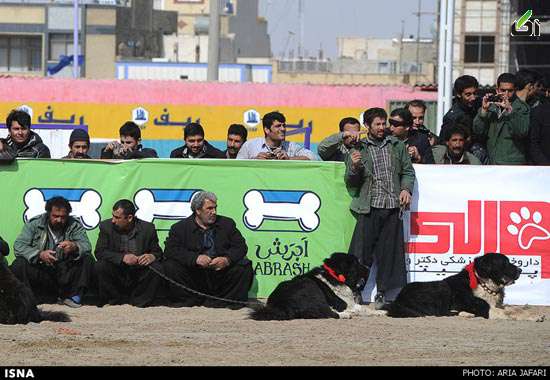 مسابقه سگ اصفهان , فیلمسگهایوحشیوشکاری 