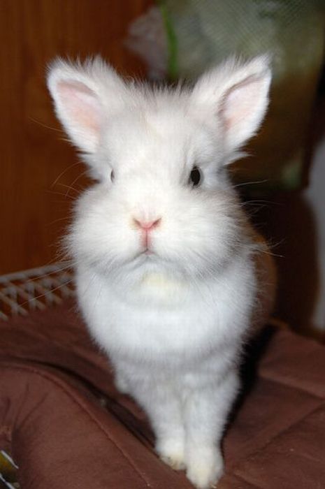 عکس خرگوش های ناز و دوست داشتنی