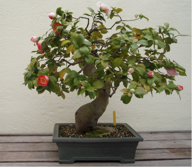 bonsai-camellia.jpg
