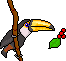 toucan  animations