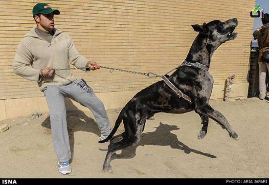 مسابقات سگ , عکس گرانترین سگ در ایران 