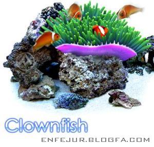  آکواریومی طبیعی در نمایشگر با DigiFish Clownfish v1.0 