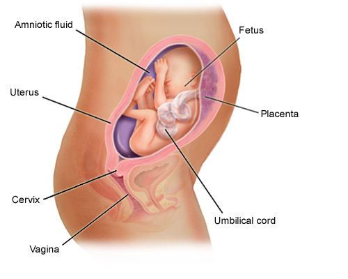 annotated-fetus-6m.jpg