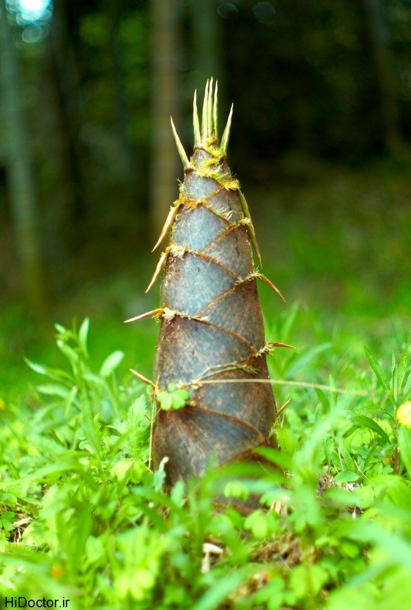 عکس گیاه بامبو 