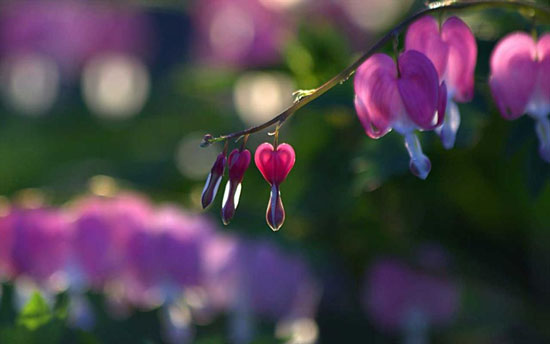 عکس های طبیعت,گلی فوق‌العاده زیبا با نام خونریز قلب +عکس گل خونریز قلب