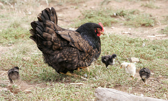 اطلاعات پرندگان خانگی (1) - مرغ و جوجه