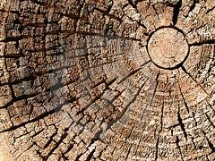 old-wood-tree-rings-texture-thumb19479.j