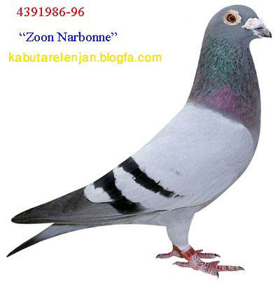 pigeons%20736%20%288%29.jpg