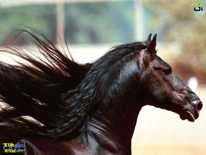 عکسهای از اسب زیبا 