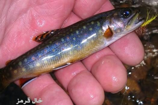blueback-trout%5B1%5D.jpg