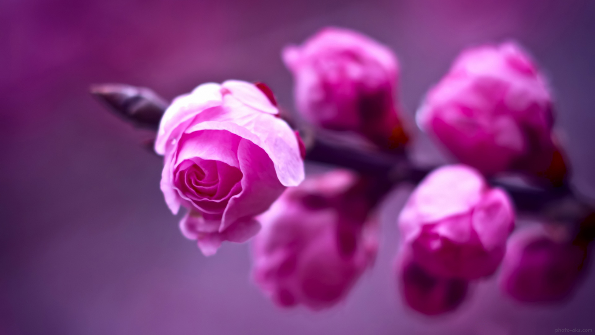 ,گل روز سرخ ، کل رز ، گلهای رز قشنگ و خوشگل ، بزرگترین سایت گل رز قرمز ، gole roz ziba germez ،  goleh roz sorkh،  rose flower wallpaperفتوعکس | photo-aks,[categoriy]